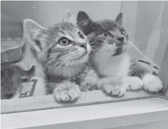  ?? SALTWIRE NETWORK PHOTOS ?? A pair of hopeful kitties connect with visitors at Bide Awhile Animal Shelter's 50th anniversar­y open house on Saturday.