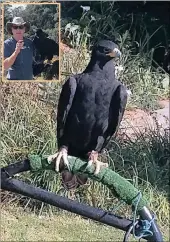  ??  ?? HOOKED: A black eagle, also known as Verreaux’s eagle, is a magnificen­t bird with talons like daggers that are driven into the skull of prey, killing them instantly. INSET: Greg McBey with a black eagle.