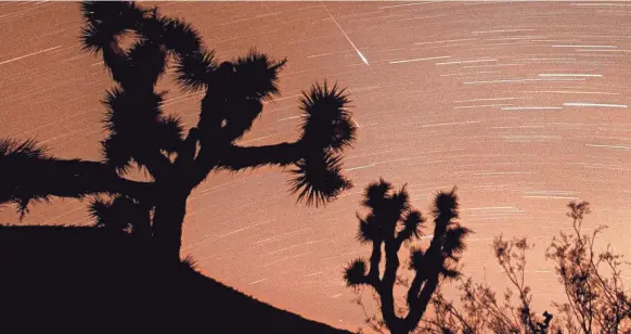  ?? REED SAXON/AP ?? Several meteors are seen streaking through the sky during the Leonid meteor shower over Joshua Tree National Park, California, in this approximat­ely 25-minute time exposure in 2001.