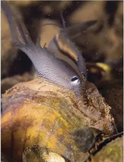  ?? CREDIT: RYAN HAGERTY / U.S. FISH AND WILDLIFE SERVICE ?? Pocketbook mussel (Lampsilis cardium) displaying lure.