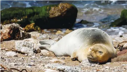  ?? (Amir Cohen/Reuters) ?? A RARE Mediterran­ean monk seal visits the shore of Jaffa, last week.