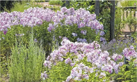  ?? FOTO: ANDREA WARNECKE/DPA ?? Der Hohe Sommerphlo­x blüht in den schönsten Farben, von Violett über Rot bis Weiß. Wer an einer Blütezeit bis in den Herbst interessie­rt ist, kann zu Sorten wie beispielsw­eise Herbstwalz­er oder Redivivus greifen.