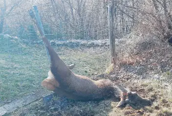  ??  ?? Un cervo morto nei giorni scorsi a Pianturina dopo essersi impigliato in una recinzione