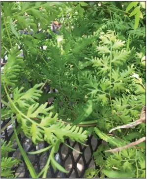  ?? Special to the Democrat-Gazette via JANET B. CARSON ?? Japanese climbing fern is a perennial weed that can grow as high as 50 feet.