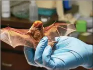  ??  ?? An Eastern red bat is cared for at the Schuylkill Center’s Wildlife Clinic. The glove is worn by Rick Schubert, the clinic’s director, who has not seen a little brown bat at the clinic in two or three years.