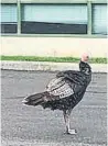  ??  ?? Desi ( or is this Lucy?) has been pecking at cars on Mississaug­a roads for months.