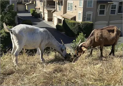  ?? PHOTOS BY TERRY CHEA — THE ASSOCIATED PRESS ?? Goats graze on dry grass next to a housing complex in West Sacramento on May 17.