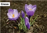  ??  ?? Crocus