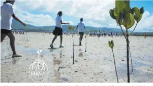  ??  ?? Mangrove replanting: In 2016, with the help of local schools and the NIL team a total of 5000 plants were replanted.