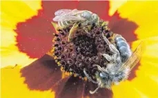  ?? FOTO: DPA ?? Eine Furchenbie­ne (oben) und eine Sandbiene (unten) auf einer Blume. Wildbienen sind besonders gefährdet.