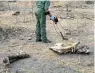  ?? Picture: Paul Ash ?? An investigat­or uses a metal detector to hunt for the poacher’s bullet that killed this rhino in Kruger National Park.