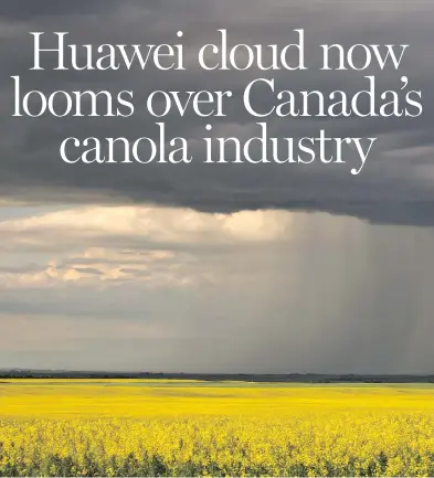  ?? GETTY IMAGES ?? China has moved to halt imports from Canada’s largest canola exporter amid rising tensions between Beijing, Ottawa