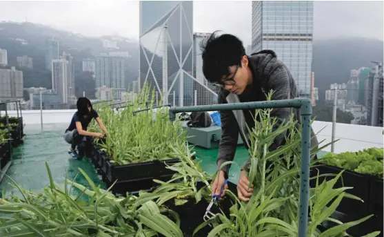  ?? | KIN CHEUNG/ AP ?? Volunteers pick Indian lettuce on the roof of the38- story Bank of America tower, in HongKong.