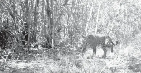  ??  ?? El avistamien­to de los felinos comprueba el buen estado de conservaci­ón de esa reserva.