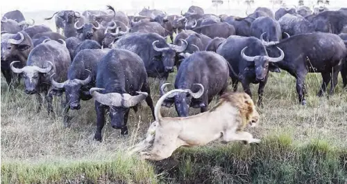  ??  ?? The lion narrowly evades the herd of buffalo as they charge him