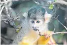  ?? Photo / supplied ?? A squirrel monkey at Wellington Zoo.