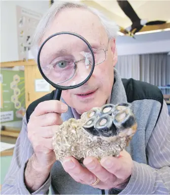  ?? DARREN STONE, TIMES COLONIST ?? Paleontolo­gist Tom Cockburn looks at a 14-19-million-year-old molar from a Desmostylu­s (an extinct mammal) at the Swan Lake Nature House, prior to a past Fossil Fair.