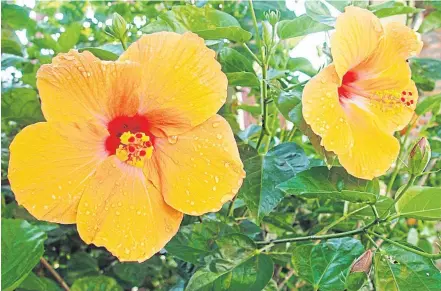  ??  ?? DAZZLING: From the Malvaceae family, Hibiscus hybrids brighten up gardens with their colourful petals.