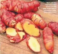  ?? SALLY TAGG/STUFF ?? Wait until the tops have died down (usually after frost) before harvesting yams.