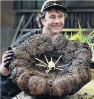  ?? PHOTO: PETER MCINTOSH ?? Roots visible . . . Dunedin Botanic Garden plant collection curator Stephen Bishop holds the corpse plant which has a small chance of flowering.