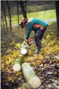  ??  ?? Holzrechtl­er in Aktion: Klaus Scheller zerschneid­et bei Iphofen einen Baum.