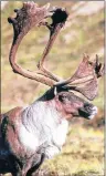  ?? SUBMITTED PHOTO ?? Caribou were once part of Prince Edward Island’s rich natural history.