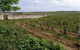  ??  ?? PARNAY. Planté à proximité de la Loire, ce vignoble est le terroir historique des blancs de Saumur.