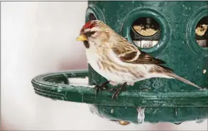  ?? Contribute­d photo ?? A common redpoll perches on a feeder in Stamford in January 2013. Hurricane Fiona’s impact on Canada’s Maritime Provinces may send common redpolls and other birds south to Connecticu­t, where they are not commonly seen.