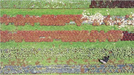  ??  ?? This picture with a drone shows Yuya Shibakai working at his organic vegetable farm in Inzai, Chiba prefecture. — AFP photos