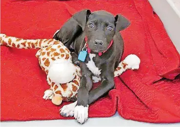  ?? [PHOTO PROVIDED] ?? Jazzy is one of the dogs available for adoption at Oklahoma City Animal Welfare.