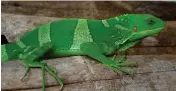  ??  ?? A male Gau banded iguana. Picture: Joerg Kretzschma­r