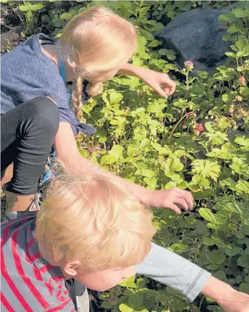  ?? JEFF LOWENFELS/AP ?? Giving kids a task in the garden, like harvesting berries, is a good way to encourage their interest.