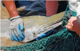  ??  ?? An adult alligator gar awaits placement into a transporta­tion tank at the Private John Allen National Fish Hatchery in Tupelo, Miss.