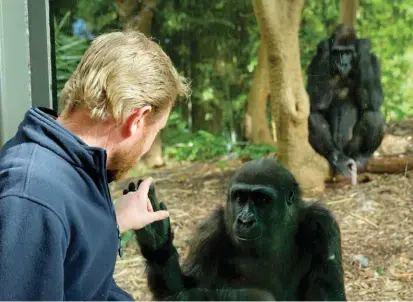  ??  ?? Melbourne Zoo’s
Western lowland gorillas are given several minutes of training at least twice daily: time relished by keeper Damian Lewis, shown here with young female Kanzi. Lewis’s successes include training Yuska, who suffers from arthritis, to swallow her paracetamo­l pills.