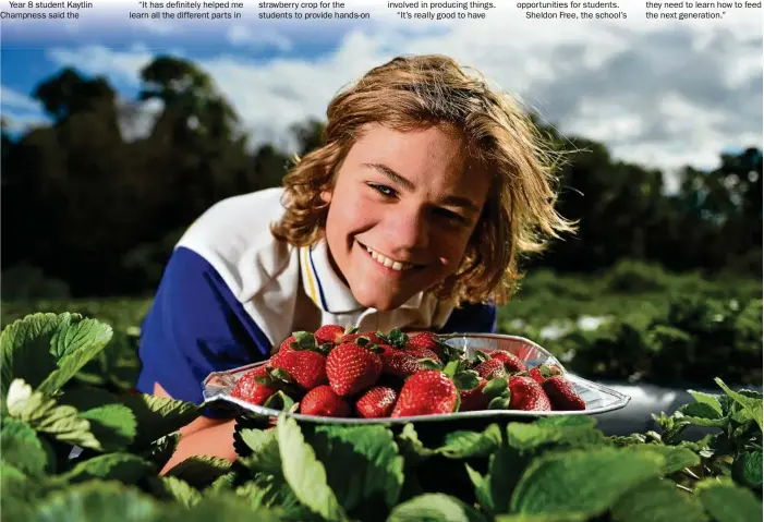  ?? PHOTO: JOHN MCCUTCHEON ?? TOP EFFORT: Nambour State College has opened its strawberry patch, and student Andy Staszewski will benefit from the project.