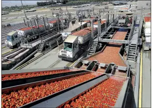  ?? AP ?? Tomatoes are washed at the Los Gatos Tomato Products plant in Huron, Calif., in September. The jump in U.S. producer prices in October was led by higher costs for food, fuel and chemicals.