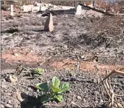  ?? COURTESY OF STEVE TEST ?? Potatoes sprouting after a fire.