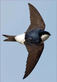  ??  ?? The House Martin has a large white rump patch and white underparts.