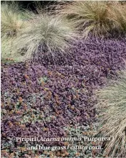  ??  ?? Piripiri ( Acaena inermis ‘Purpurea’) and blue grass Festuca coxii.