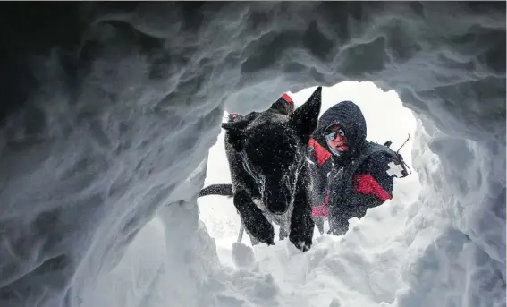  ?? Amber Baesler / for the Washington Post ?? Avalanche rescue dog Cache digs through the snow with trainer Chris Brindisi during a training session at Jackson Hole Mountain Resort.