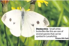  ??  ?? Distinctiv­e Small white butterflie­s like this are one of several species that can be spotted in Lanarkshir­e
Picture: Ahh-yeah