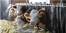  ??  ?? Die Kühe bekommen genfreies Futter von den eigenen Feldern.
