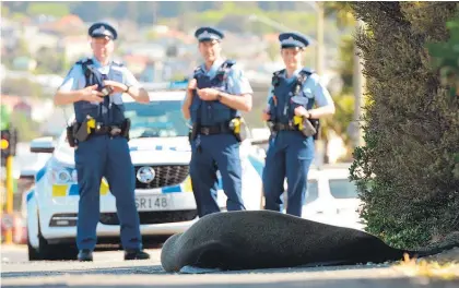  ?? Picture / Stephen Jaquiery ?? Police were called to help move the seal from the cycle path on Dunedin’s Portsmouth Drive.
