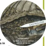  ?? ?? “Gastrolith­s” by Ryan Somma is marked with CC BY-SA 2.0