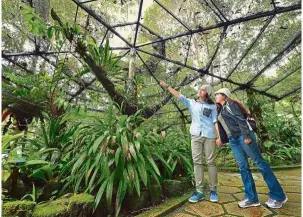  ??  ?? Who says there is only Mount Kinabalu at the Kinabalu Park? Other attraction­s here include a botanical garden, orchid conservati­on and a butterfly centre.