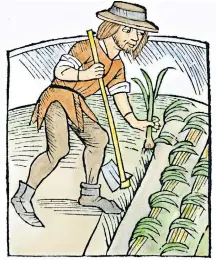  ??  ?? A coloured woodcut from Petrus de Crescentii­s’ De Agricultur­a Vulgare (1511), up for sale