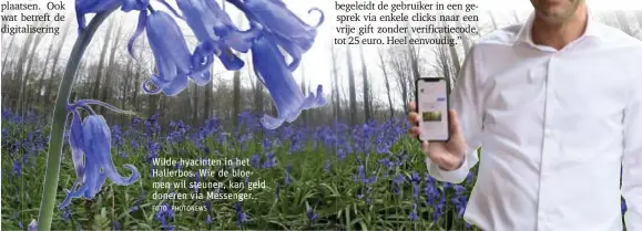  ?? FOTO JAN AUMAN FOTO PHOTONEWS ?? Wilde hyacinten in het Hallerbos. Wie de bloemen wil steunen, kan geld doneren via Messenger. Stéphane Jacobs, pionier in mobiele betalingen, waar nu ook de hyacinten van het Hallerbos beter van kunnen worden.