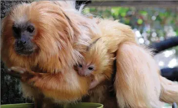  ?? COURTESY OF ZOO ATLANTA ?? RIGHT: Golden lion tamarins are only found in a small part of the Atlantic Coastal Forest in Brazil.