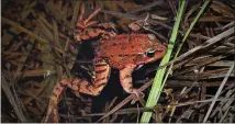  ??  ?? The redlegged frog, California’s official state amphibian, which is listed as a threatened species, was reintroduc­ed to ponds in Yosemite Valley.
