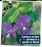  ?? ?? Cattleya orchids growing in a garden in Brazil